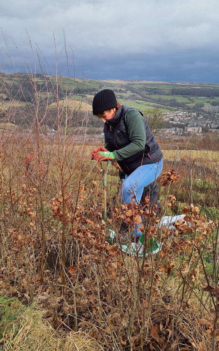 Forus Tree @forustree.bsky.social tweet media