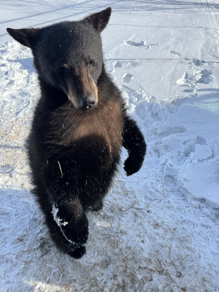 Discovery Wildlife tweet media