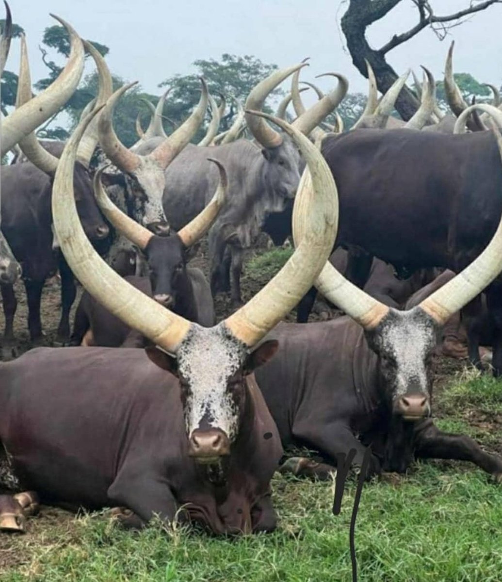 Ankole Cattle Breeders Society tweet media