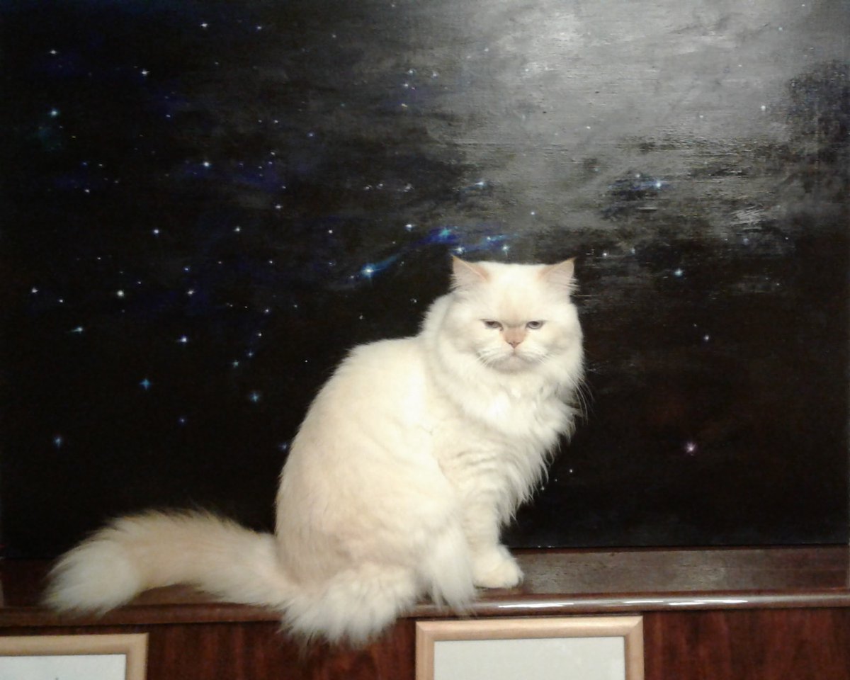 16 02 💔
It’s been a week now, but I still have no words, except that he was the kindest and smartest cat and knew how to be a friend better than many people.

Goodbyes aren’t forever?
Then goodbye, Lancelot. I love you.