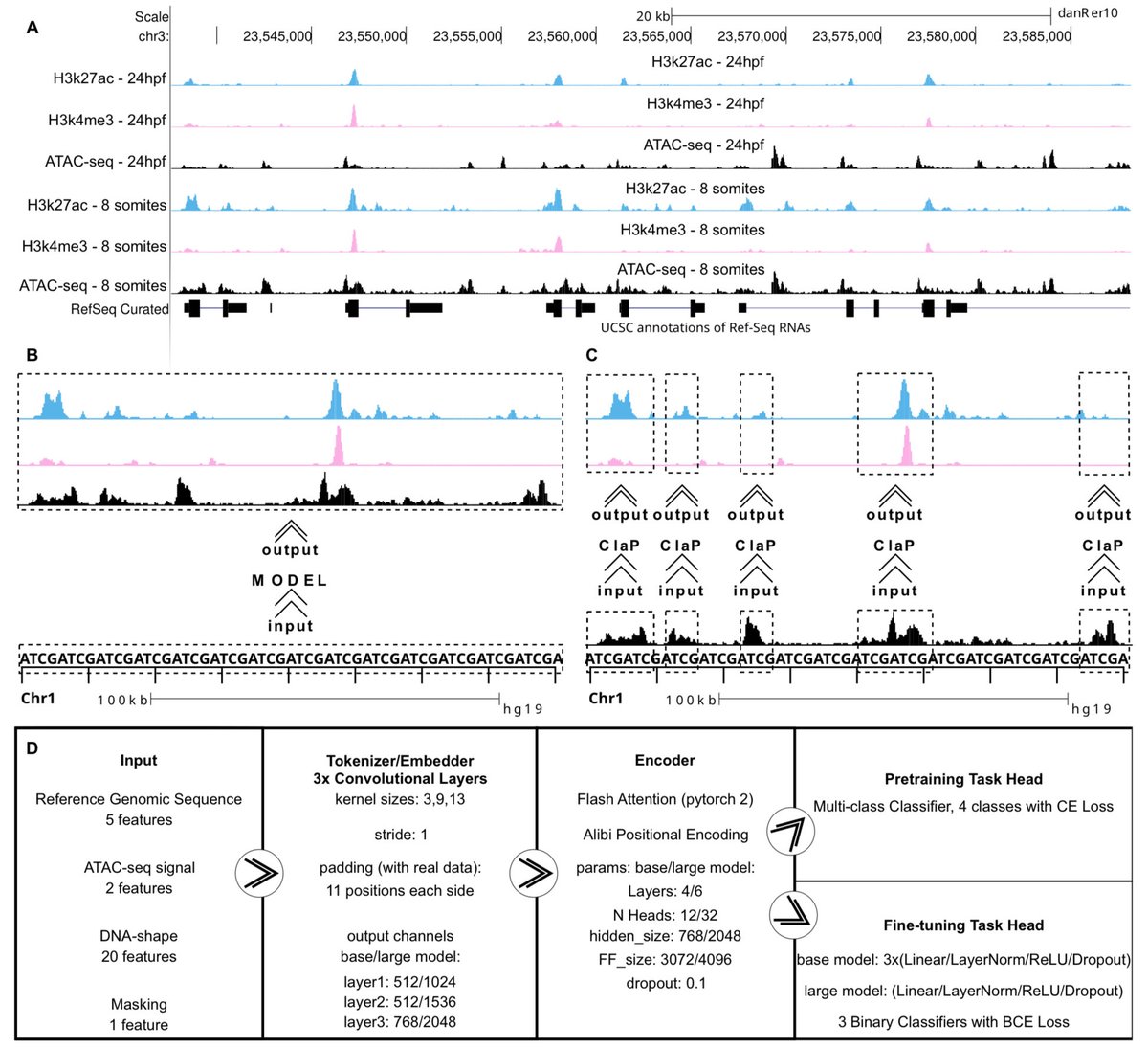C.La.P.: Enhancing transformer-based genomic signal modeling by integrating DNA sequences and chromatin accessibility data biorxiv.org/content/10.110…