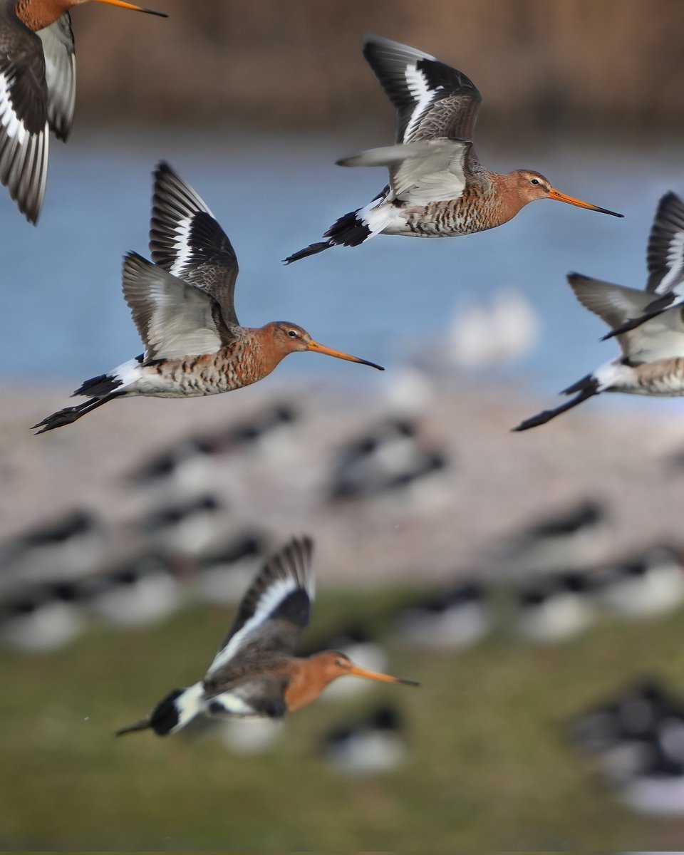Weidevogels Midden-Delfland (@weidevogels_md) on Twitter photo De grutto komt nu massaal in Nederland aan.
Onze nationale vogel.
Ook in Midden Delfland, Kraaiennest is hij gespot.
@PuuurMD <a href="/Sovon/">Sovon Vogelonderzoek Nederland</a> <a href="/VroegeVogels/">Vroege Vogels</a> <a href="/vogelnieuws/">Vogelbescherming NL</a>
<a href="/Midden_Delfland/">Gemeente Midden-Delfland</a> <a href="/DelflandMidden/">Midden in Delfland</a>
📷 Vincent Verkuil De grutto komt nu massaal in Nederland aan.
Onze nationale vogel.
Ook in Midden Delfland, Kraaiennest is hij gespot.
@PuuurMD <a href="/Sovon/">Sovon Vogelonderzoek Nederland</a> <a href="/VroegeVogels/">Vroege Vogels</a> <a href="/vogelnieuws/">Vogelbescherming NL</a>
<a href="/Midden_Delfland/">Gemeente Midden-Delfland</a> <a href="/DelflandMidden/">Midden in Delfland</a>
📷 Vincent Verkuil