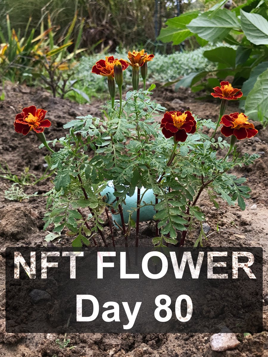 🗓️ Days 7⃣6⃣ - 8⃣0⃣ of the life of NFT flowers relisted!
🌱 Collection NFTs - Chornobryvtsi🌱
💲 0.0536 ETH on OpenSea🚀👇

opensea.io/collection/cho…

#Flower #artist #artists #NFTFamily #NFTCommunity #Nftcollection
