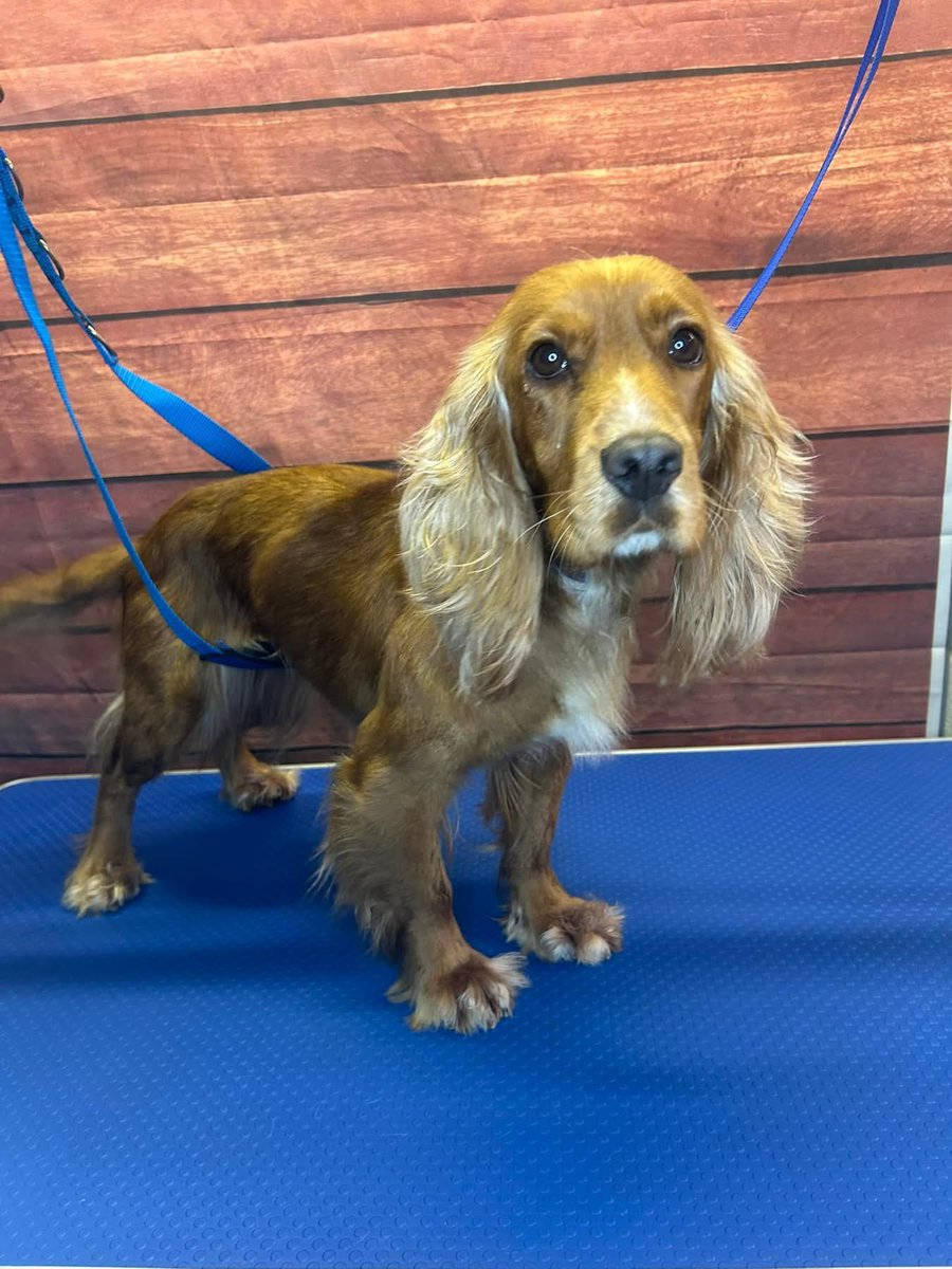 Pounce_Bounce_'s tweet photo. 🐾✨ Poppy came in for her groom and nail trim today, and she’s looking absolutely adorable! Fresh, fluffy, and feeling fabulous! 💖🐶✂️

We love seeing this sweet girl—can’t wait for her next visit! 🥰 #FreshlyGroomed #PamperedPup #DogSpaDay https://t.co/2l0b1vbtC6