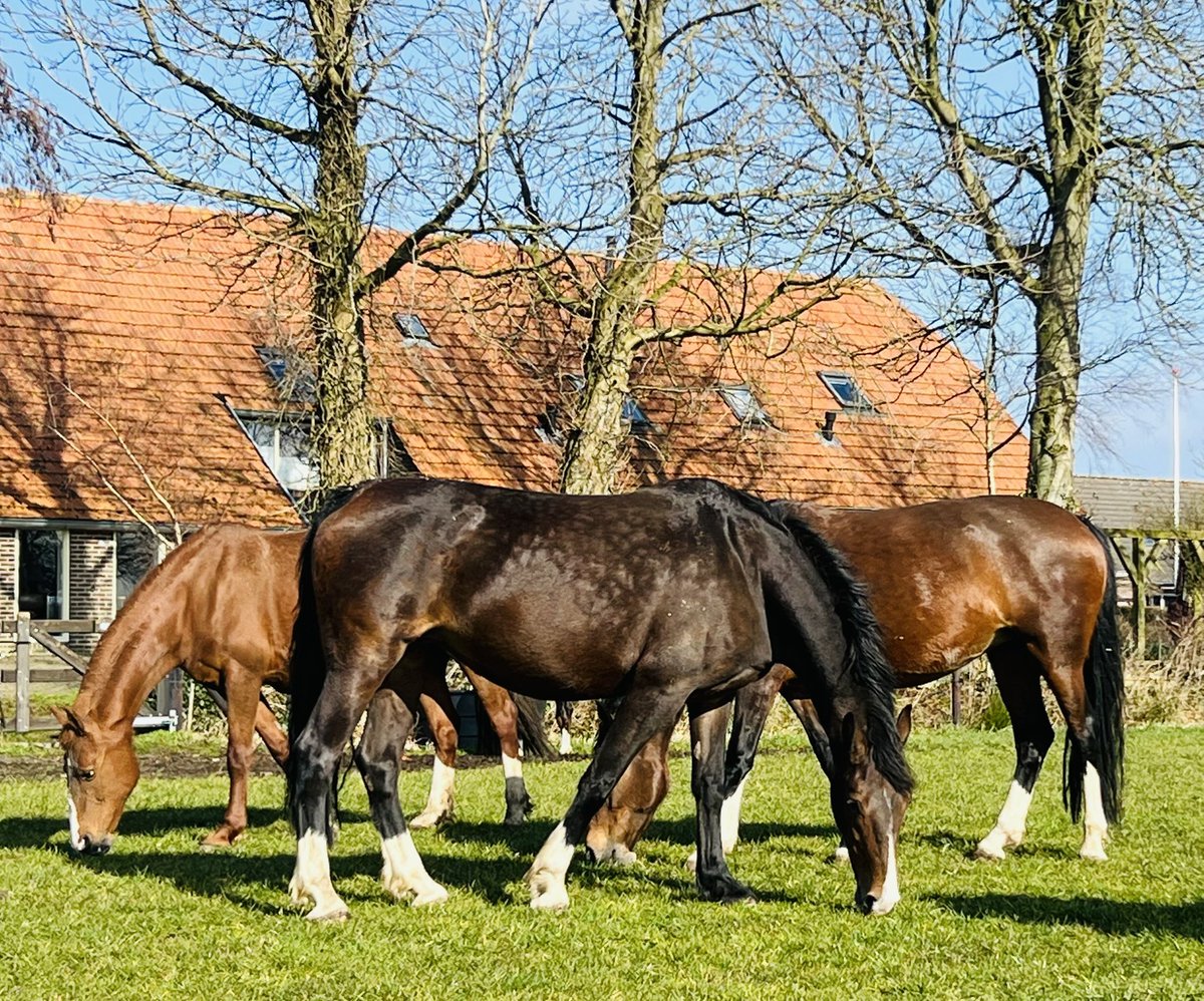 Henk Lassche tweet media