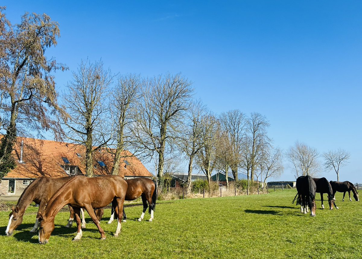 Henk Lassche tweet media