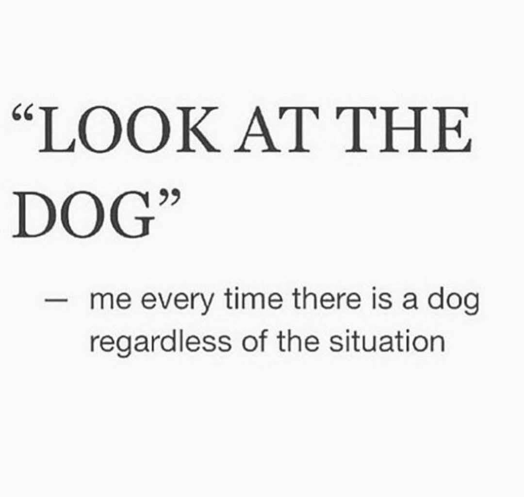 Heckin Good Dogs tweet media
