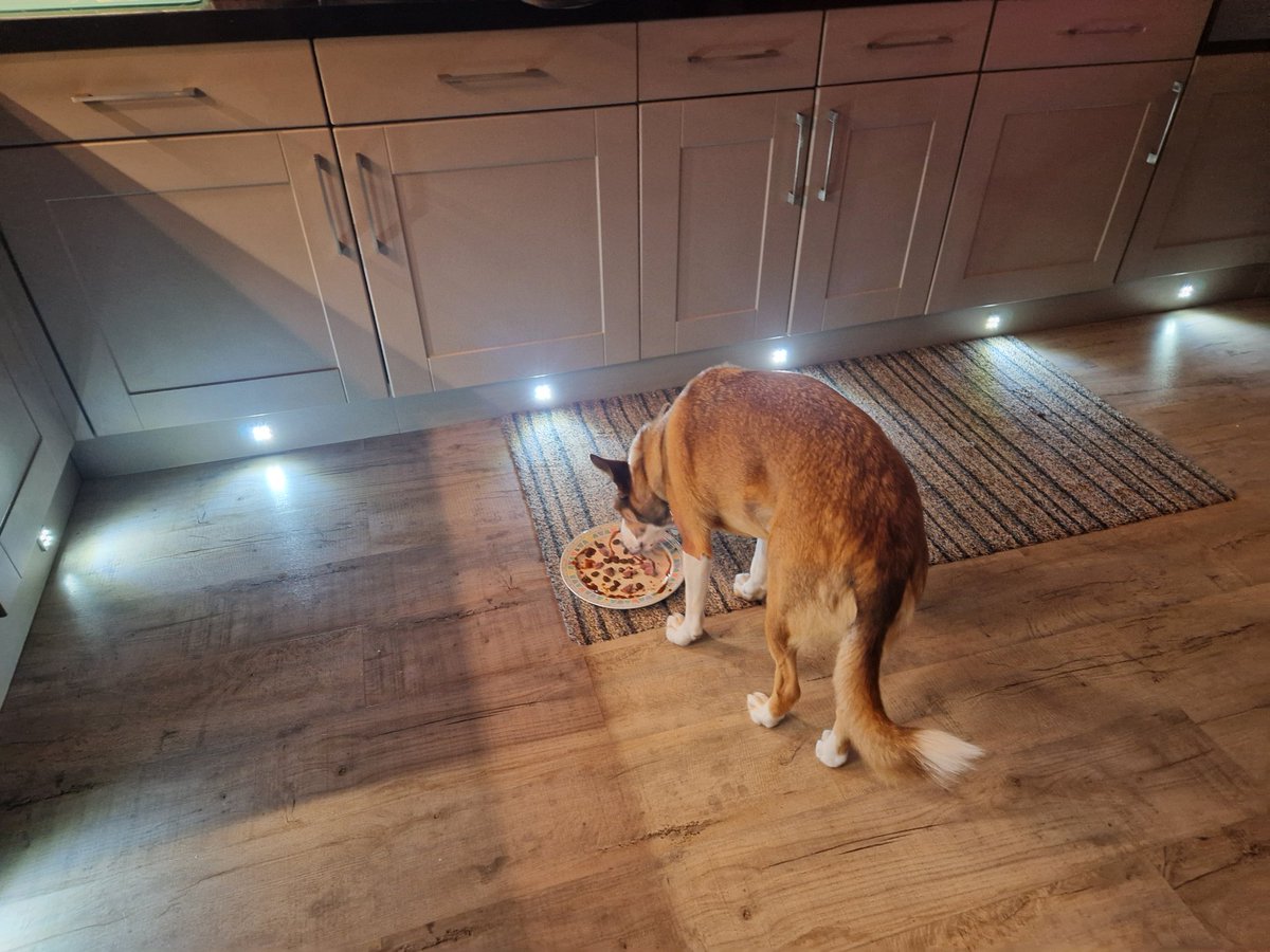 maeveyandcokey's tweet photo. Roast beef and maeveygravy meat plate. What more could a dog want on a wet Sunday evening.....other than a second one🤞🏻.
Mom...'nope, it's one only' https://t.co/CJdd1A0XVG