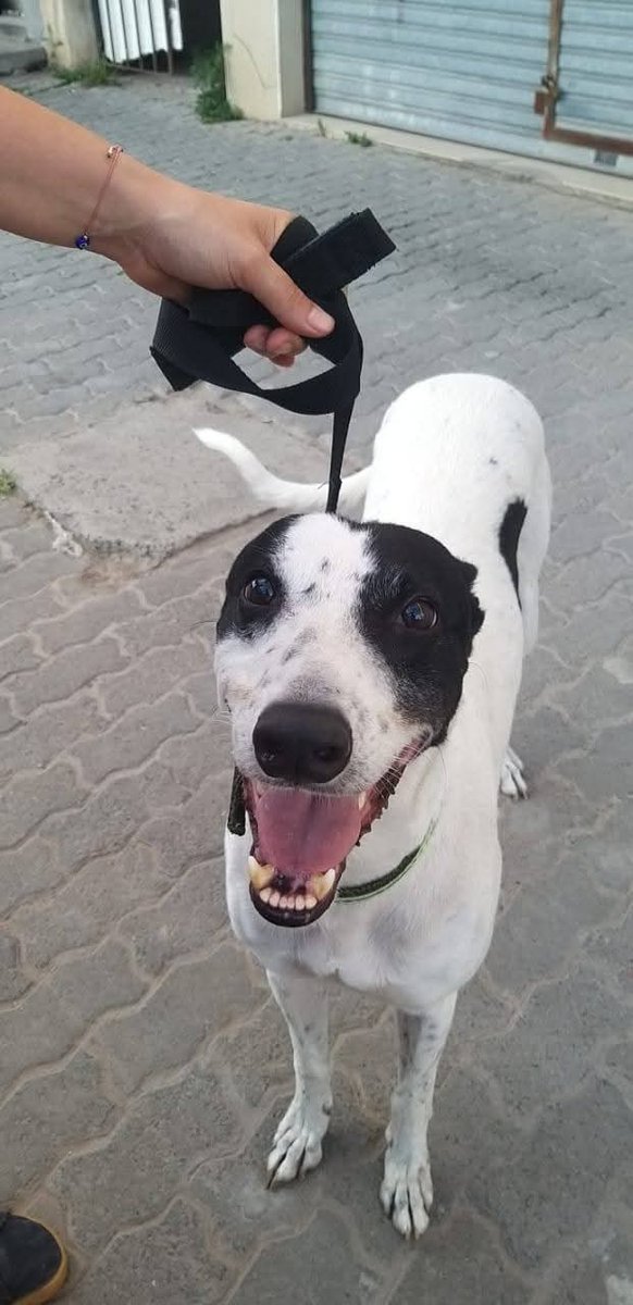 bnclzla's tweet photo. el es Ringo, descarte de galgueros lo encontraron con la pierna hecha pedazos, HOY está sano, castrado vacunado y desparasitado, listo para ser parte de tu familia. Tiene 3 años, se lleva con perros NO con gatos, ama los niños, querés saber más de el? Llamanos 1130621082 https://t.co/NXmO4JgMFS