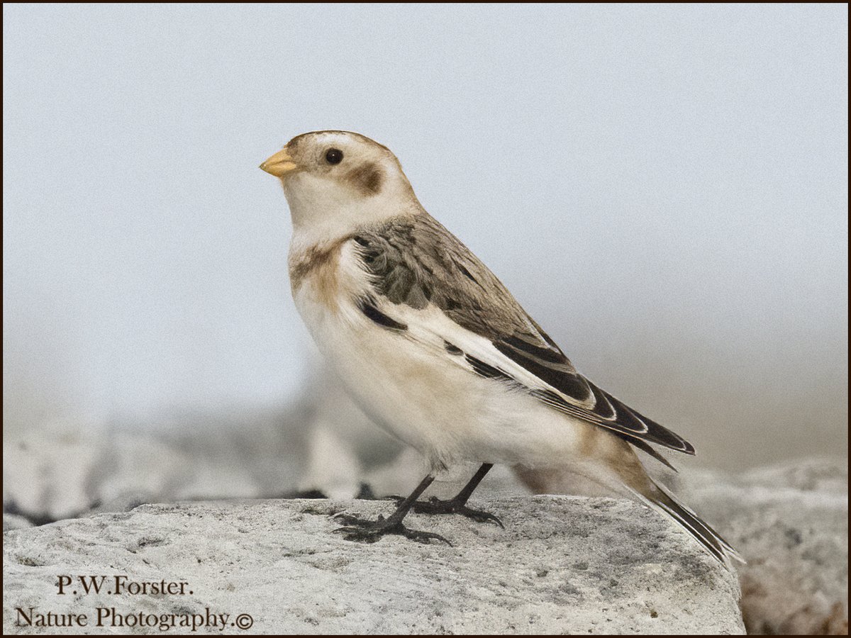 paul230156's tweet photo. Nice to see Snow Buntings at the gare in nice light 
@teesbirds1

@clevelandbirds

@teeswildlife

@DurhamBirdClub

@TeesmouthNNR

@YWT_North

@YorksWildlife

@NTBirdClub

@WhitbyNats
@wildlifemag01

@YorkBirding

#passrines https://t.co/oylEEek2XT