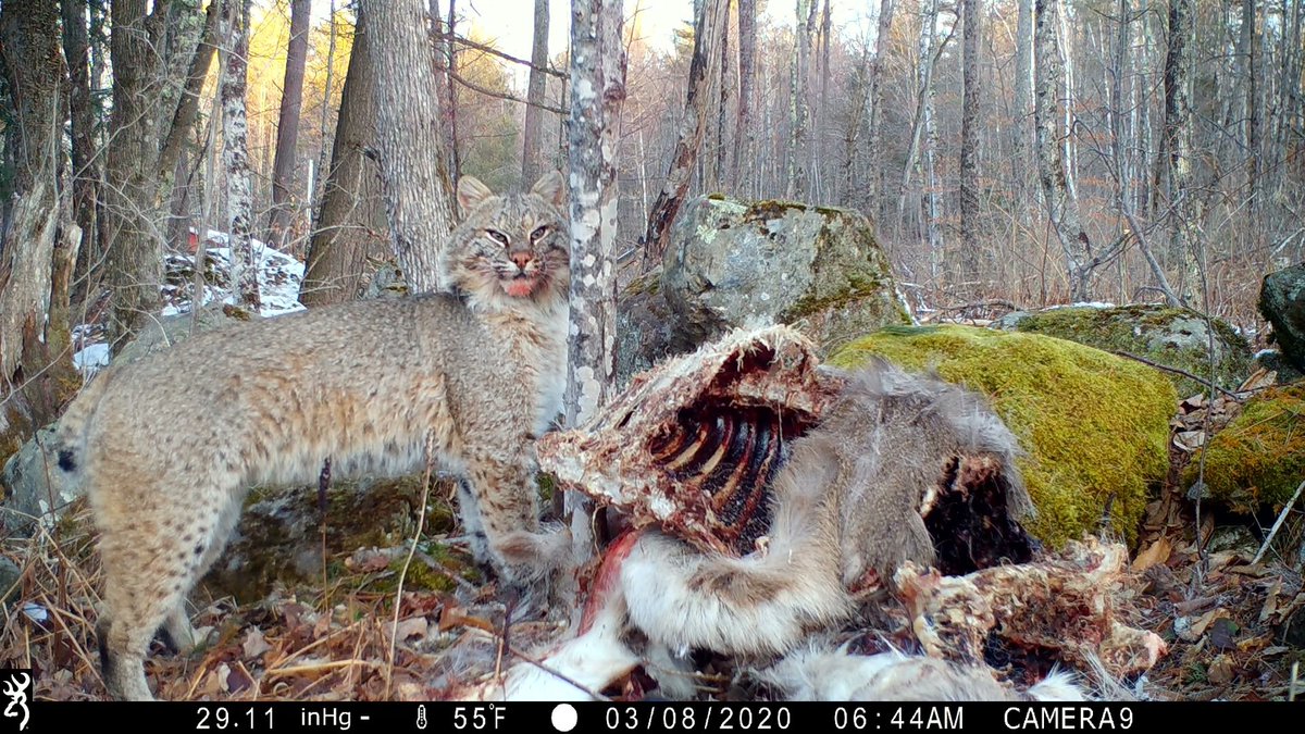 trailcam (@trail_cams) on Twitter photo 