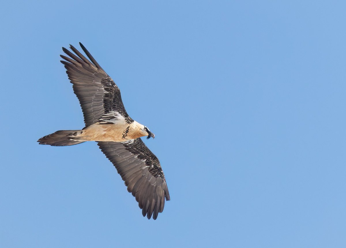 joxybears's tweet image. Lammergeier and Alpine Accentor from day 2 of our Northern Spain trip