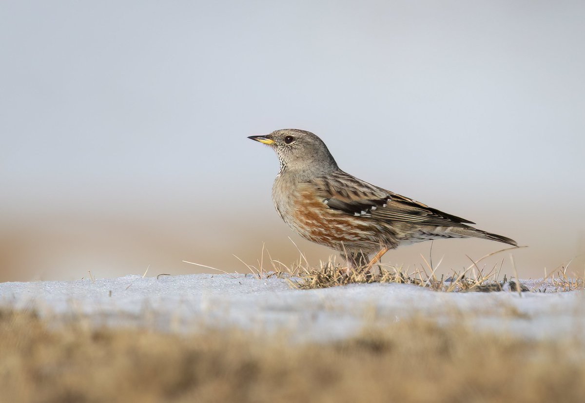 joxybears's tweet image. Lammergeier and Alpine Accentor from day 2 of our Northern Spain trip
