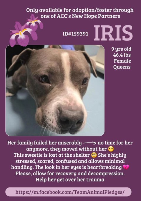 samj_jane's tweet photo. 🎯NHO New intake IRIS 9yr #Senior 159391 #Quacc Darling Girl dumped 4 no time + moving Described as social affectionate likes 🚗 rides but shes finding the shelter overwhelming of course she's scared 💔needs #Foster ASAP Dm @CathyPolicky #Pledge4Rescue #NYCACC
#FostersSaveLives https://t.co/lAdoiQDchZ