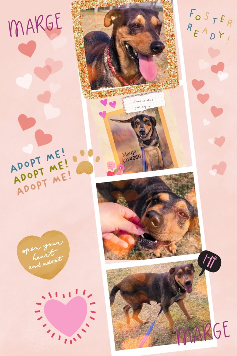 beeleevitonly's tweet photo. 🚫🆘️today may be last day for MARGE #A374960
#CorpusChristi #TX is #Cullingdogs just b/c they are homeless! Sweet mama weaned her pups, now she's #TBK and 🗑2/24. Only 3 yrs, healthy
Sits for 🍖💓. Pls #RescueVillage #Adopt #Foster #Pledge4Rescue https://t.co/f6dbnzVhRe