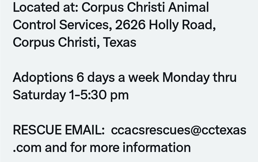 beeleevitonly's tweet photo. 🚫🆘️today may be last day for MARGE #A374960
#CorpusChristi #TX is #Cullingdogs just b/c they are homeless! Sweet mama weaned her pups, now she's #TBK and 🗑2/24. Only 3 yrs, healthy
Sits for 🍖💓. Pls #RescueVillage #Adopt #Foster #Pledge4Rescue https://t.co/f6dbnzVhRe