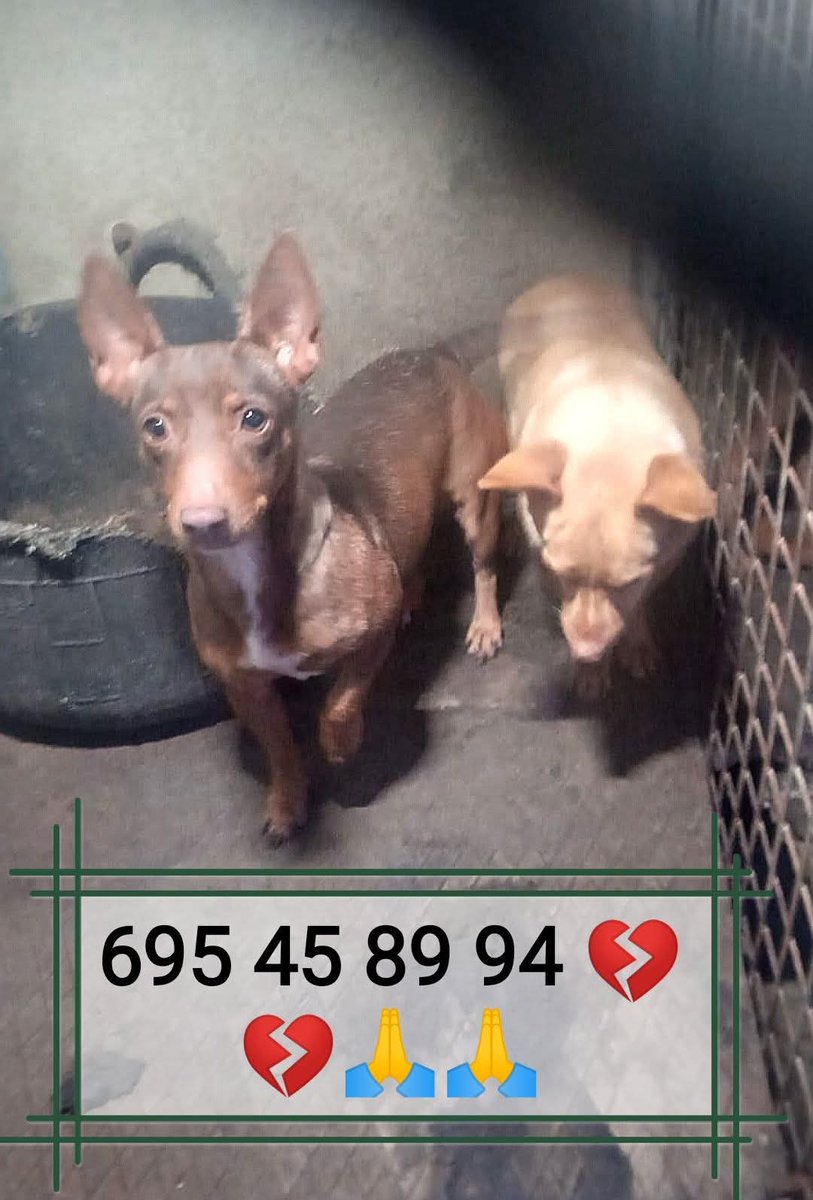 blauigrana12's tweet photo. DIFUNDO
URGENTE!
Estas 2 manetitas se llaman 
GALA Y GOMITA tienen 2 años,su dueño no las quiere porque no sirven para cazar y las quiere llevar a la perrera.
Es urgente,una protectora o asosacion que las pueda salvar 
Estan en un pueblo de Cadiz.

Pepi Ortega  
Wasap 695458994 https://t.co/aiqqBF3A3l