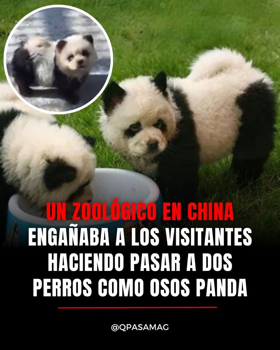 muzeriqui's tweet photo. Los chinos son mu apañaos 😁😁😁😁 https://t.co/GETzWfQ13r