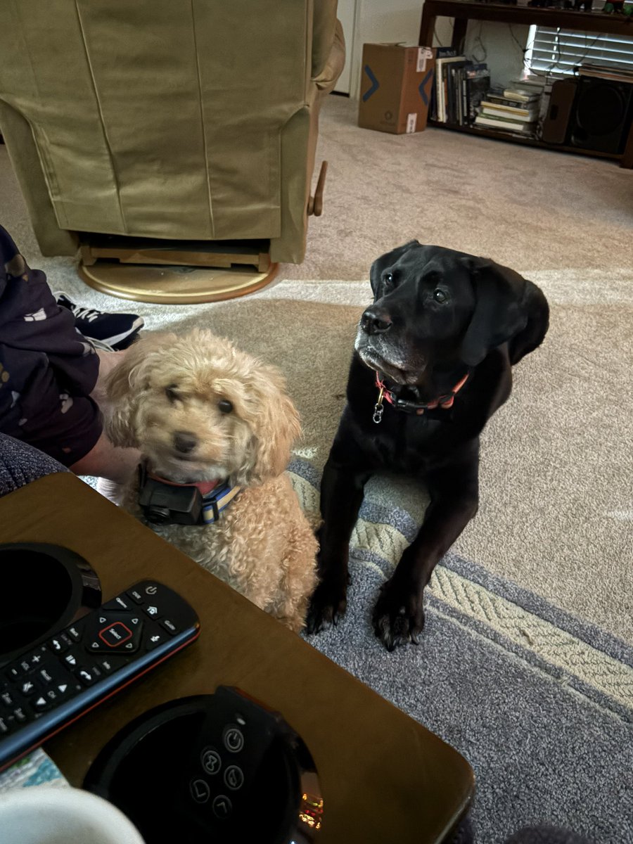 blackfridayjake's tweet photo. @olive_blacklab Hi Pals . Me and dat Cody! https://t.co/PRgDHtwUMM