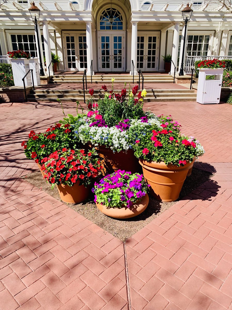 DanNugent04's tweet photo. Florida ๐บ โ๏ธ #FlowerTalk https://t.co/RwgTpeQdgj