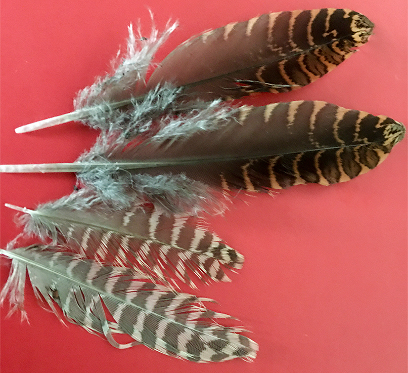 The Tyne and Beyond (@tyneandbeyond) on Twitter photo I picked up these feathers in my local woods this morning, am now very excited to have them identified as belonging to a Woodcock! will be back to look for the owner! <a href="/Natures_Voice/">RSPB</a> <a href="/NorthEastTweets/">North East Tweets</a> <a href="/NTBirdClub/">Northumberland & Tyneside Bird Club</a> #woodcock I picked up these feathers in my local woods this morning, am now very excited to have them identified as belonging to a Woodcock! will be back to look for the owner! <a href="/Natures_Voice/">RSPB</a> <a href="/NorthEastTweets/">North East Tweets</a> <a href="/NTBirdClub/">Northumberland & Tyneside Bird Club</a> #woodcock