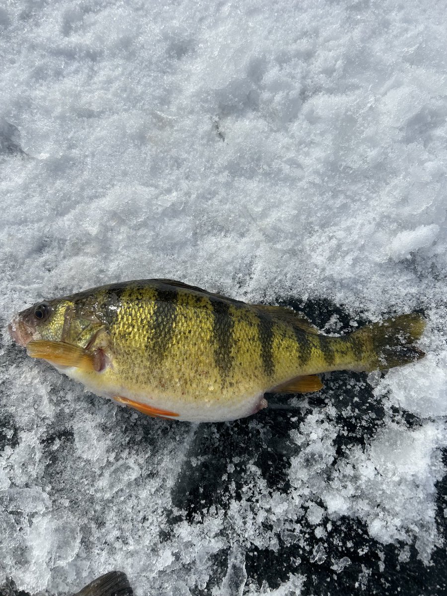 Mark Simon tweet media