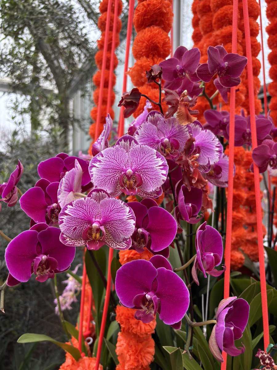 Anthony Joel Quezada (@anthonyjquezada) on Twitter photo A great winter activity is to visit the annual orchid show at the <a href="/chicagobotanic/">Chicago Botanic Garden</a> garden. A great winter activity is to visit the annual orchid show at the <a href="/chicagobotanic/">Chicago Botanic Garden</a> garden.