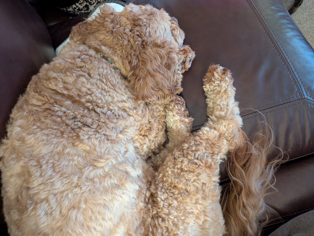 JPB11662's tweet photo. @AccountingAsArt Supervising well! Certainly more engaged than Ozzie today.
#DogsOfTaxTwitter https://t.co/B5ANu8VpgW