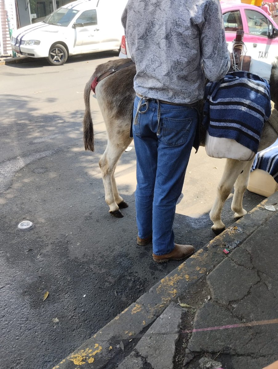 BorizCandy's tweet photo. @TlalpanAl @TlalpanVecinos @ClaraBrugadaM en los pueblos de Tlalpan se estila mucho esto pobre burrito cada domingo lo tienen ahí en el sol,sin agua bien cargado de garrafas de pulque que se ve le pesan demasiado alguien podría checar y regularizar esto? https://t.co/Vw9XTXjSDH