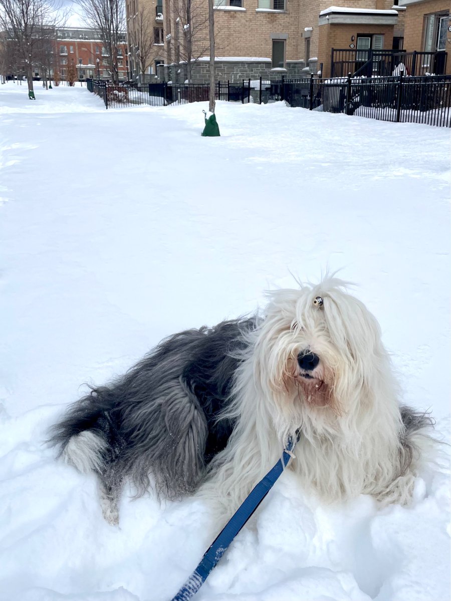 I can feel it coming in the air tonight. I’ve been waiting for this moment for a while. 
There’s a familiar scent guys. I think something exciting is about to happen. Don’t mind me. I’ll sit here and wait. 
#oes #dogsofX #waiting #snow