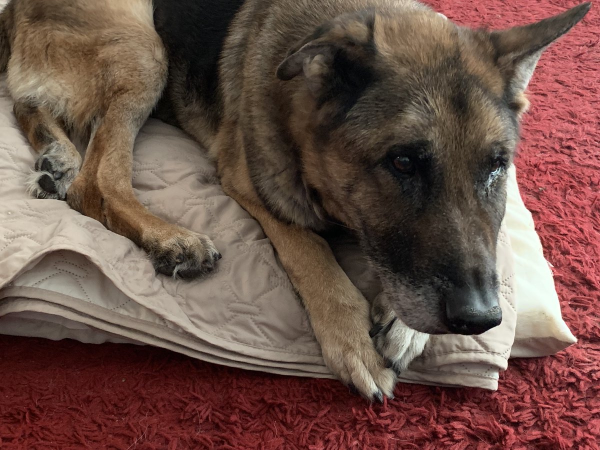 FredPrepDog's tweet photo. It’s with a very heavy heart that I share the news of the passing of Fred. Fred’s cancer returned a few weeks ago in his jaw and spread into his insides. He spent his last few weeks resting comfortably at home with our family, enjoying his favorite snacks--hot dogs and... https://t.co/GwtmgULP45