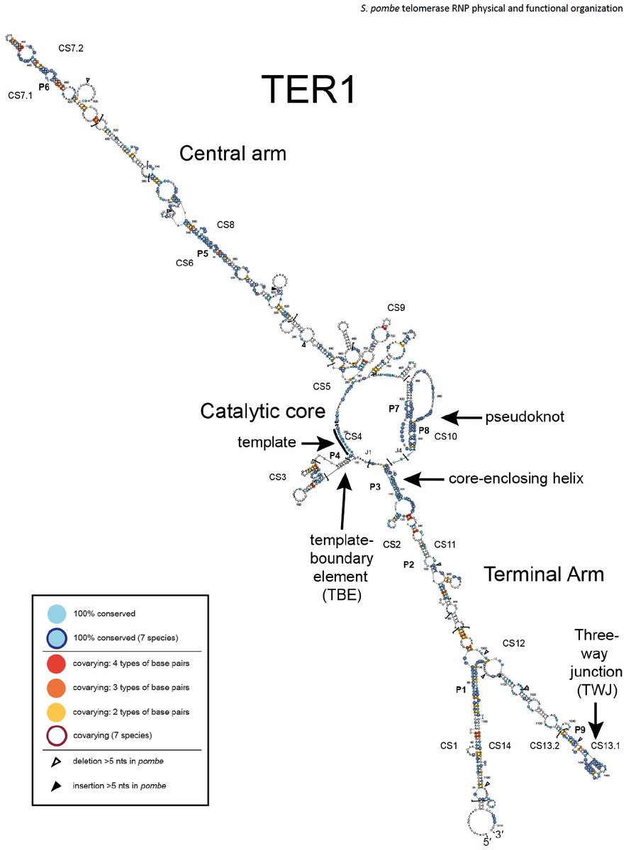 In a preprint published today, we are excited to report the secondary structure of the 1212 nt fission-yeast S. pombe telomerase RNA, TER1, and its roles in the physicofunctional organization of this massive, flexible enzymatic RNP complex. I am so glad that we can finally share