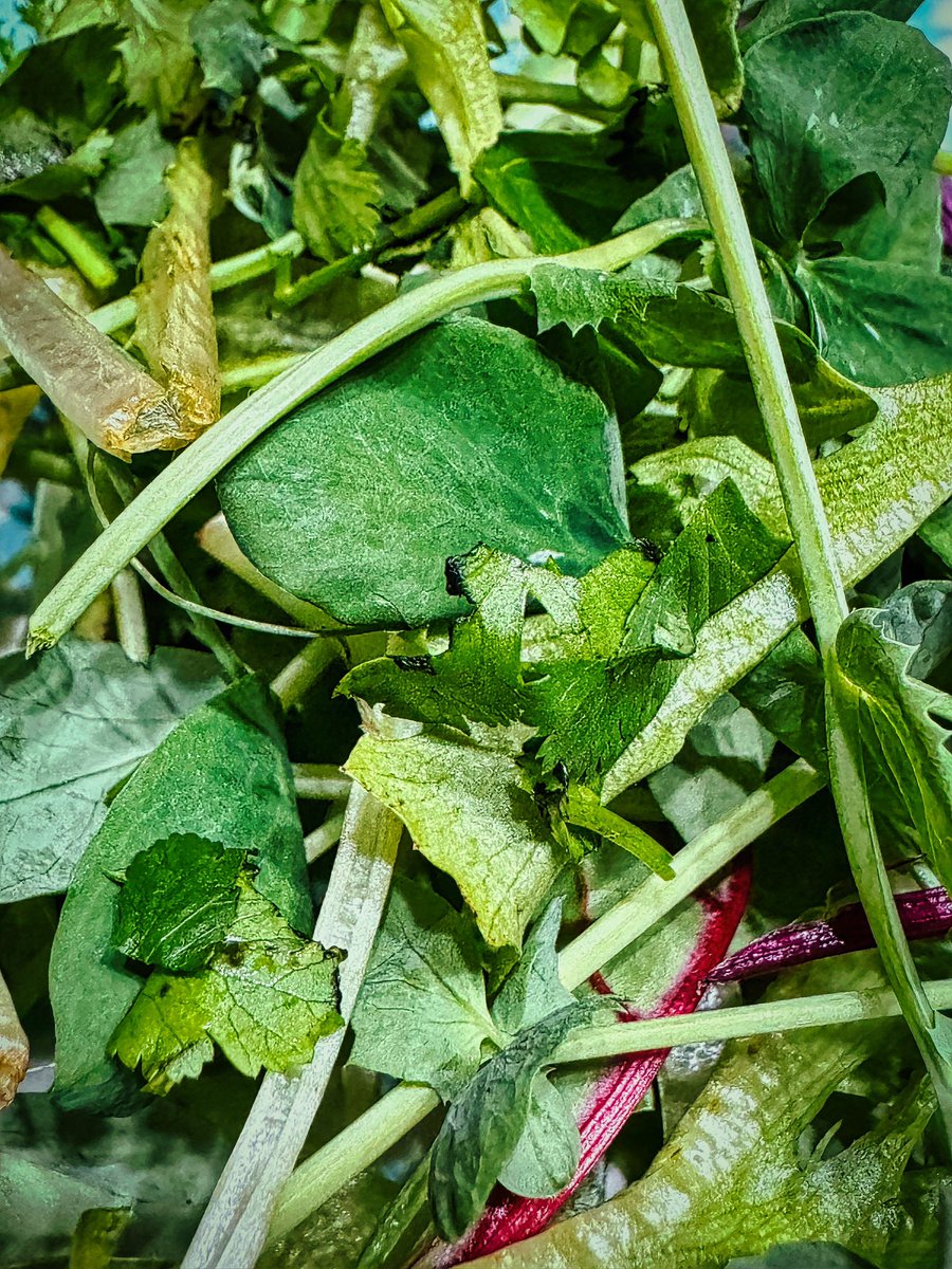 Phillip Ingham tweet media