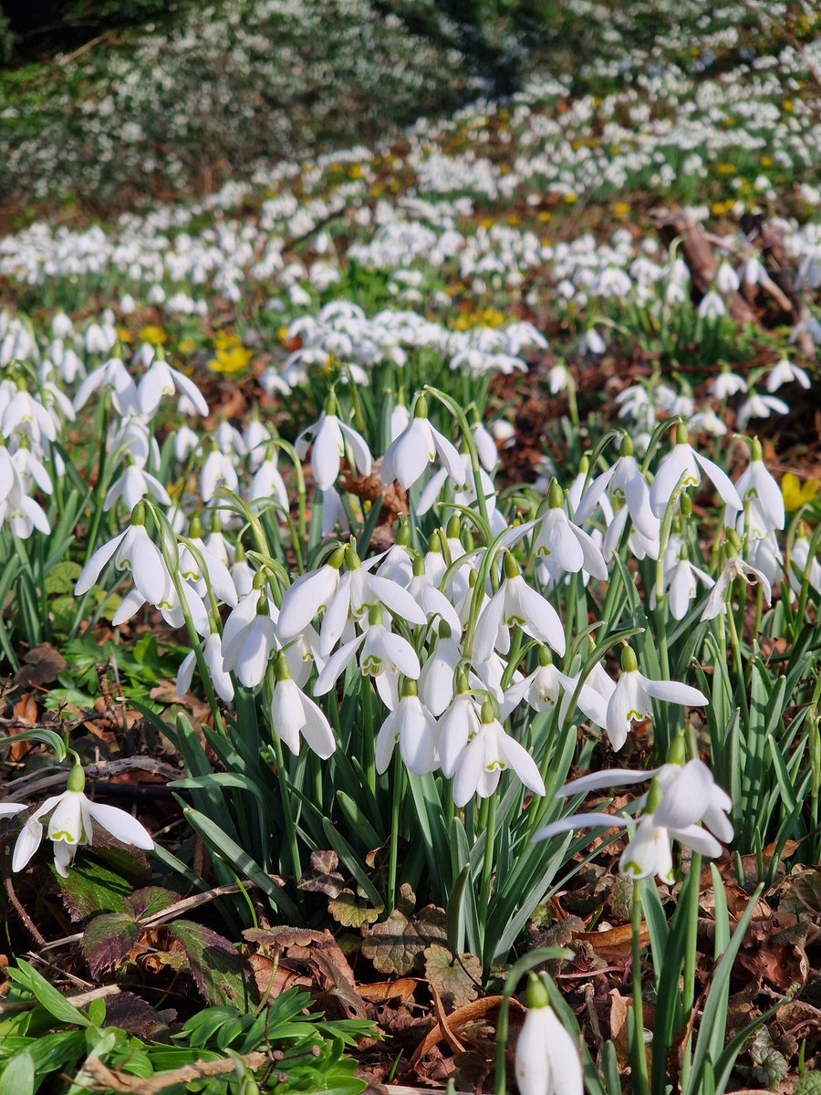 SundaysInSpring tweet picture