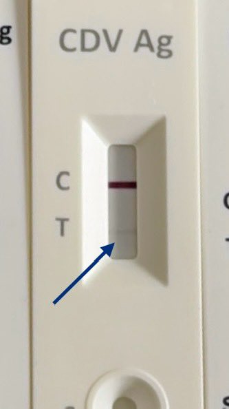 CASO: MANCHITAS
DIAGNÓSTICO: DISTEMPER
PRONÓSTICO: RESERVADO

Lo rescatamos el lunes en la noche, el martes en la vet nos dieron los resultados, POSITIVO DISTEMPER, de emergencia tuvimos que mantenerlo aislado y con tratamiento a domicilio, porque es muy costoso internarlo +