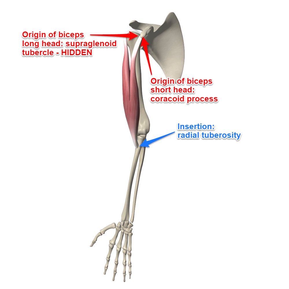 Supraglenoid Process 3️⃣ Origin Short head - Apex of the Coracoid process of the scapula ...