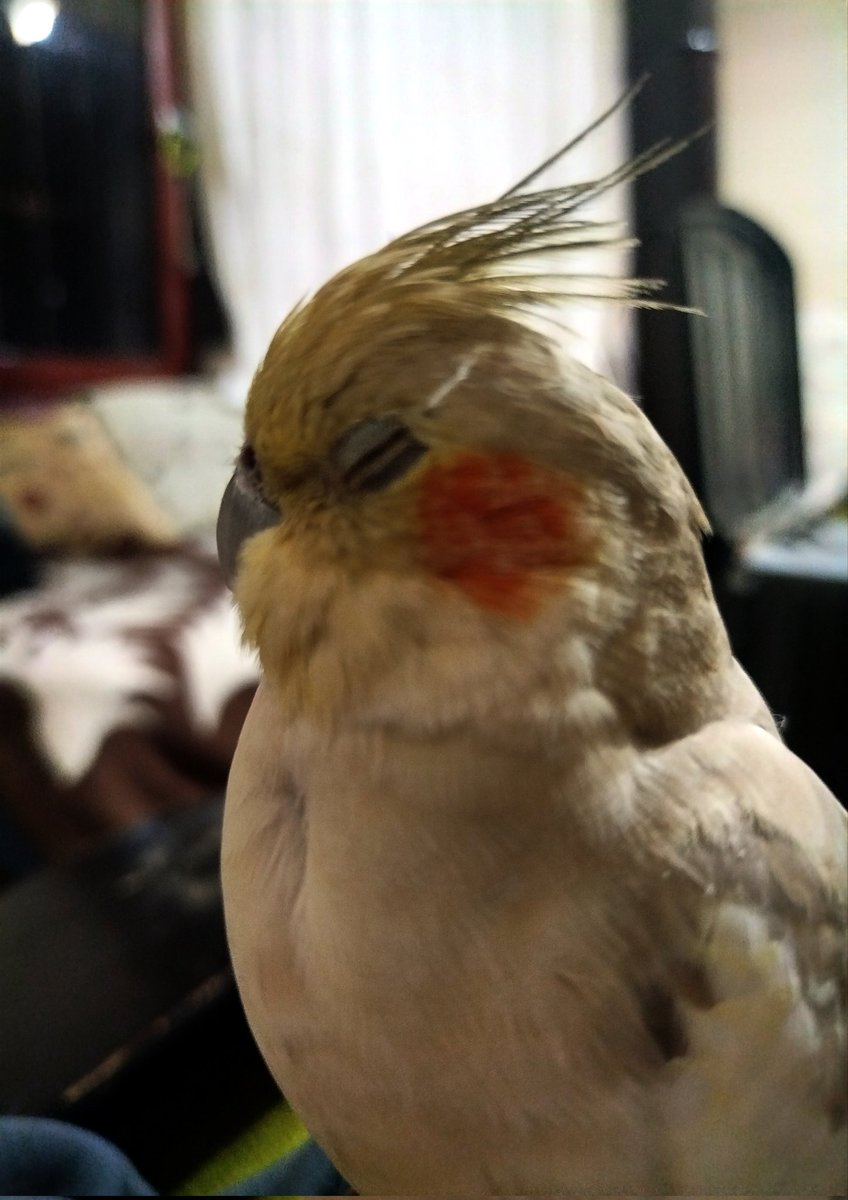 thinker_pirate's tweet photo. @mubisgiller Queen Safiş🦜 https://t.co/BBVeaN995j