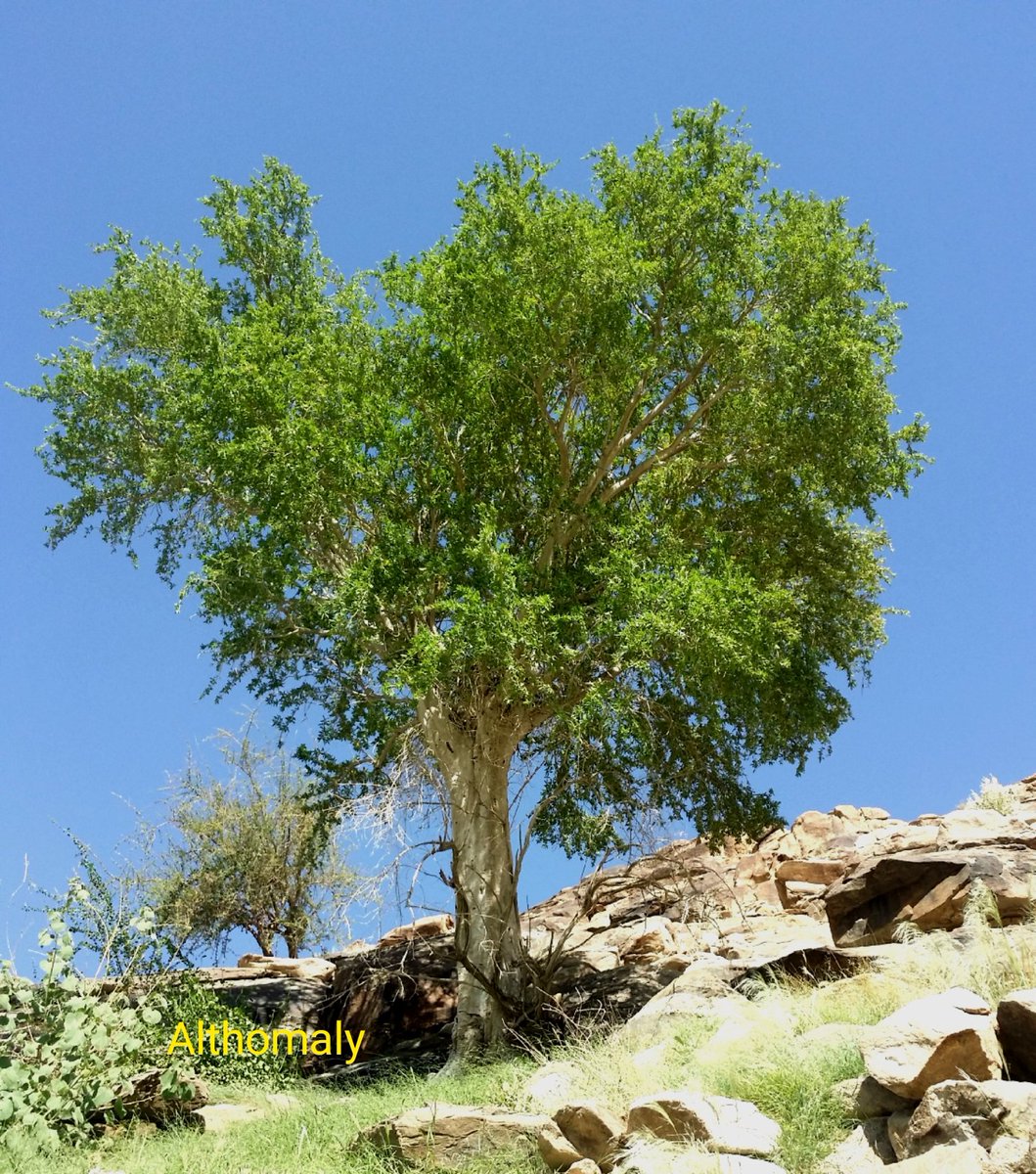 أ.د .عبدالله مصلح الثمالي tweet media