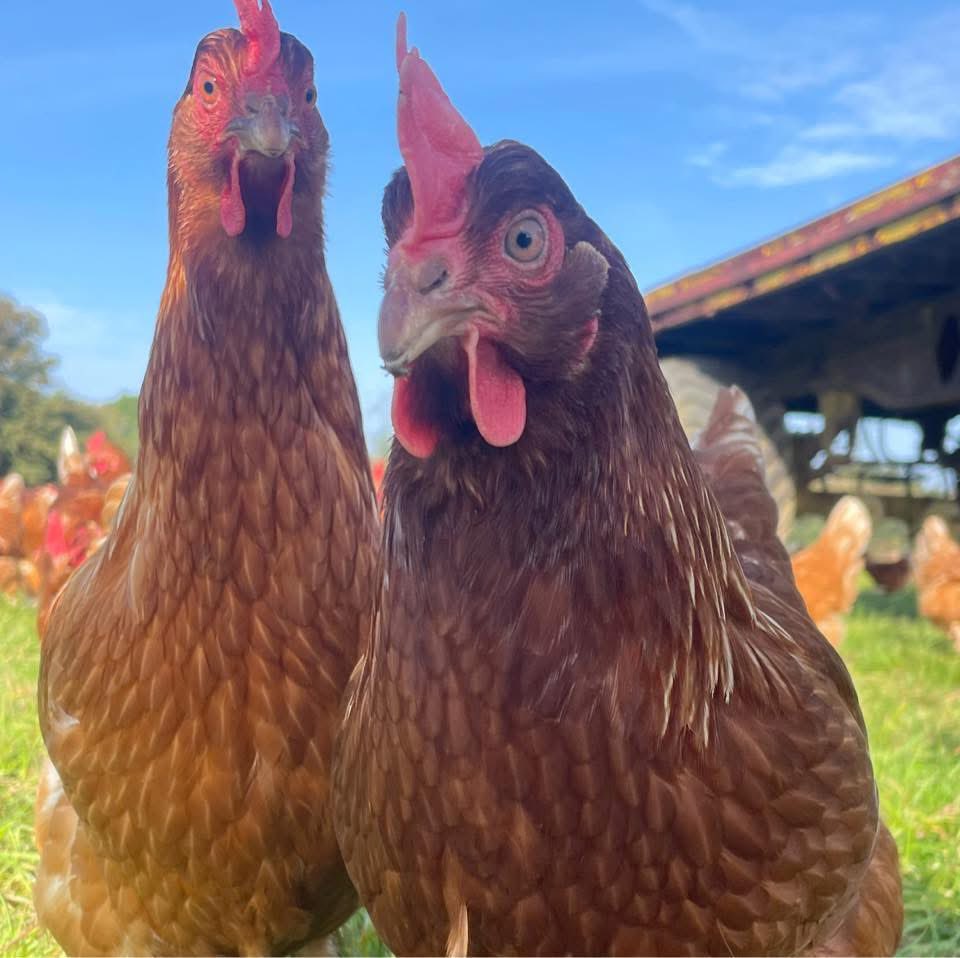 Jeremy Squirrell (@jes_squirrell) on Twitter photo A thread 🧵 for @RachelReeves and <a href="/Keir_Starmer/">Keir Starmer</a>
We are a family farm in Mid Suffolk, growing combinable crops and producing free range eggs.
Back during the last Labour government we were struggling to make decent margins, so we explored alternative income streams and diversify A thread 🧵 for @RachelReeves and <a href="/Keir_Starmer/">Keir Starmer</a>
We are a family farm in Mid Suffolk, growing combinable crops and producing free range eggs.
Back during the last Labour government we were struggling to make decent margins, so we explored alternative income streams and diversify