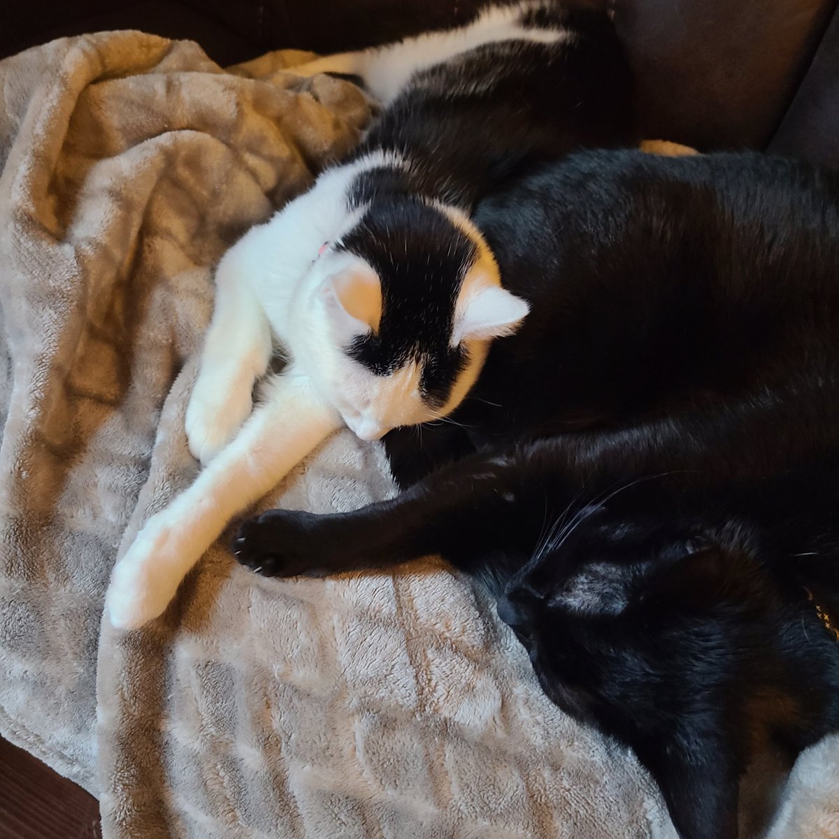 Cozy with the Kitties. Playing some games and vibing with the community. 💜