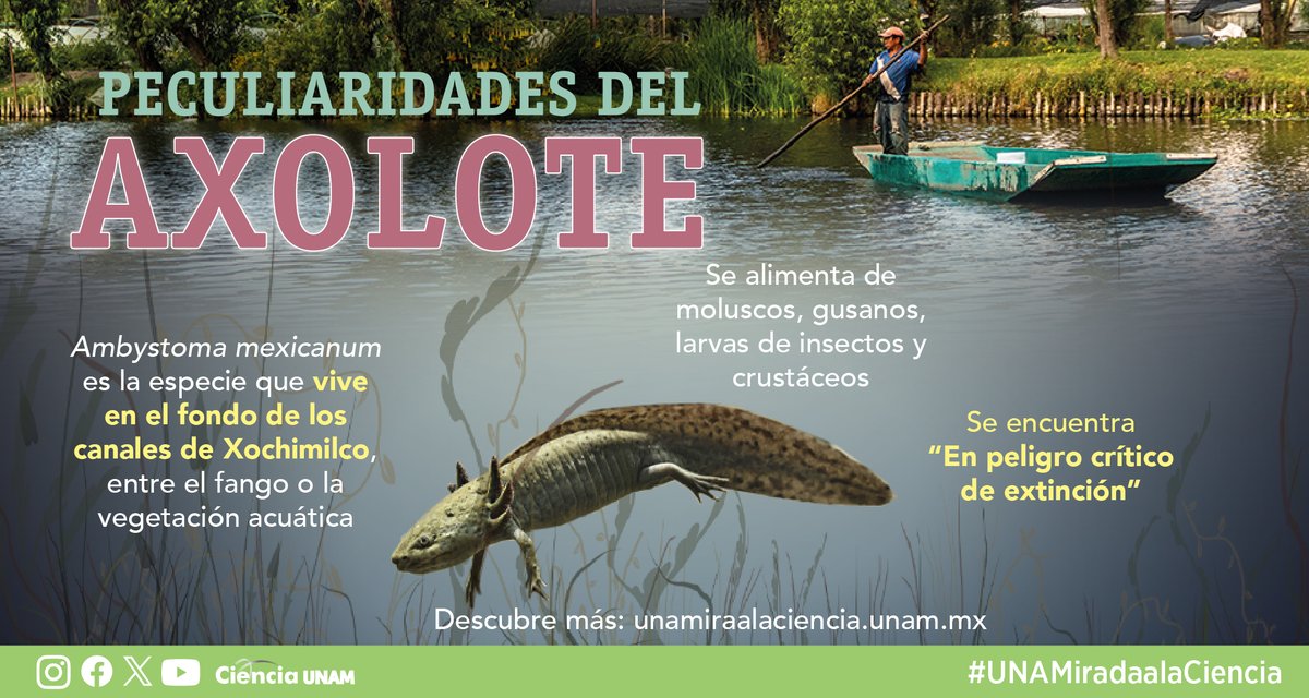 Ciencia_UNAM's tweet photo. #AmbienteyNaturaleza | #Axolotes y #Chinampas en #Xochimilco
La simbiosis entre el ajolote y la chinampa propicia una mejor calidad de agua en el lago: https://t.co/609AWon0N6 https://t.co/GPCRvZNIsa