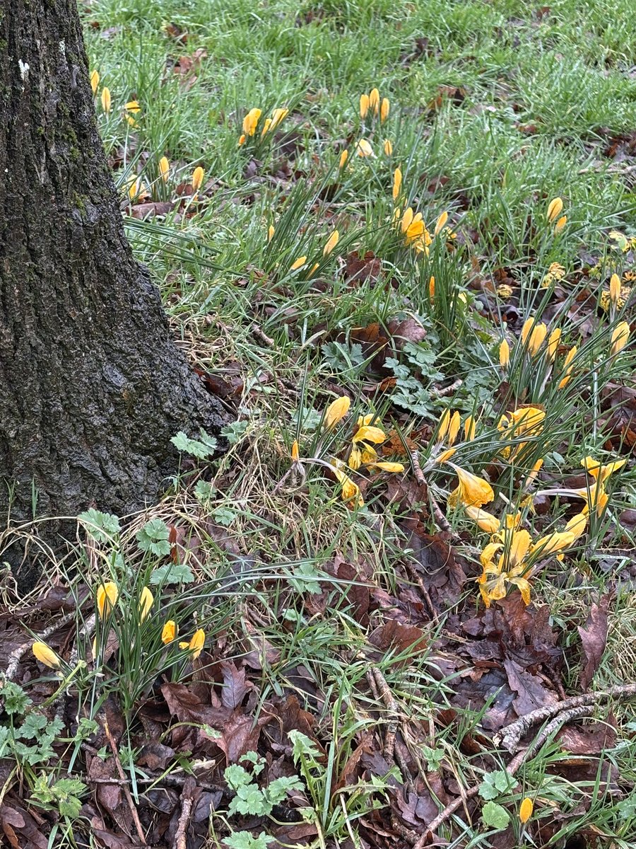 Becky Hepworth RN ๐ (@hepworth_becky) on Twitter photo 25.2 miles this week #nhs1000miles so nice to see the first signs of spring popping through at <a href="/medinaparkrun/">Medina I.O.W parkrun</a> 25.2 miles this week #nhs1000miles so nice to see the first signs of spring popping through at <a href="/medinaparkrun/">Medina I.O.W parkrun</a>