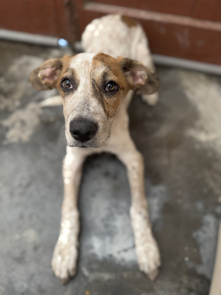 El tratamiento es DEMASIADO CARO y NO TENEMOS FONDOS lamentablemente, el quiere recuperarse, tiene toda las ganas de luchar y NOSOTRAS queremos SALVARLO. ¿Nos ayudas donando desde S/1? 🙏🏼

Yape/Plin 995086343 
Paypal: fundacionrayitooficial@gmail.com 
Tratamiento Diario S/100 +