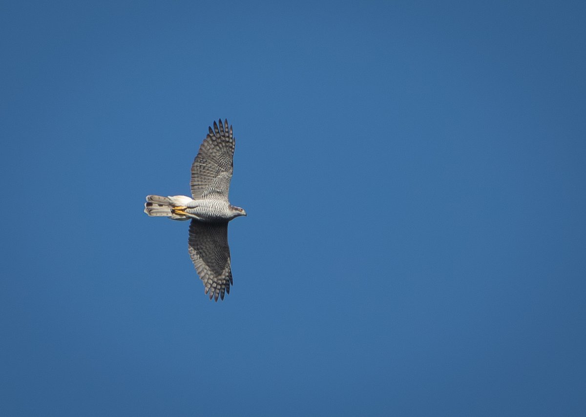 Paul Dibben (@yogibear60) on Twitter photo Amazing to see one of three Gosshawks, a 1st for me , sparring with a Buzzard over Somerset Skies yesterday. <a href="/WildlifeMag/">BBC Wildlife</a> <a href="/BBCSpringwatch/">BBC Springwatch</a> <a href="/wildlife_news/">Wildlife News</a> <a href="/SomersetWT/">Somerset Wildlife Trust</a> Amazing to see one of three Gosshawks, a 1st for me , sparring with a Buzzard over Somerset Skies yesterday. <a href="/WildlifeMag/">BBC Wildlife</a> <a href="/BBCSpringwatch/">BBC Springwatch</a> <a href="/wildlife_news/">Wildlife News</a> <a href="/SomersetWT/">Somerset Wildlife Trust</a>