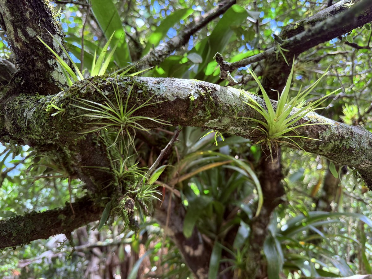 ManraidMG's tweet image. Si en la naturaleza existe la coexistencia porque entre nosotros es tan difícil.