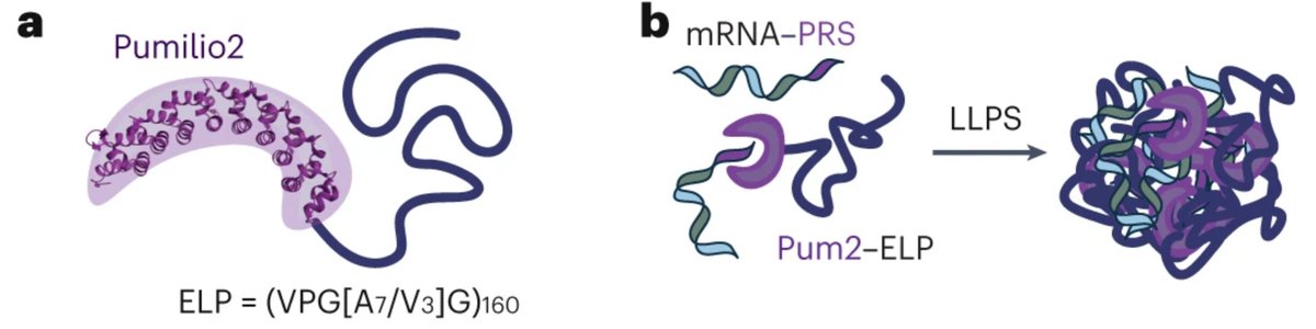 theDanShapPhase's tweet photo. We fused the human Pumilio2 RNA-binding protein to an elastin-like polypeptide, a synthetic #intrinsicallydisorderedprotein (read: protein noodle), and used this fusion to sequester mRNA tagged with a Pum recognition sequence (PRS) into a biomolecular condensate (2/🧵) https://t.co/7sECfqtCUH