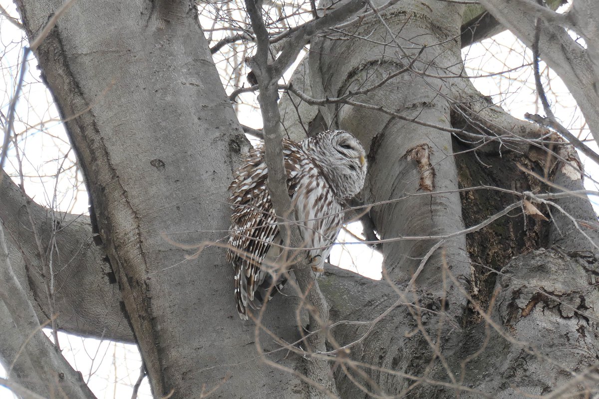 AndyLongfellow9's tweet image. Jabba came back! 

His wife Jenna was hooting at him about 200 yards to the North. I got a clip of him giving a response. 

I haven't seen them in a while. There was a pair of GHOs in the area for a bit. So glad they came back! 

#OWLS #BIRDSOFPRAY #BIRDPHOTOGRAPHY #MICHIGANBIRDS