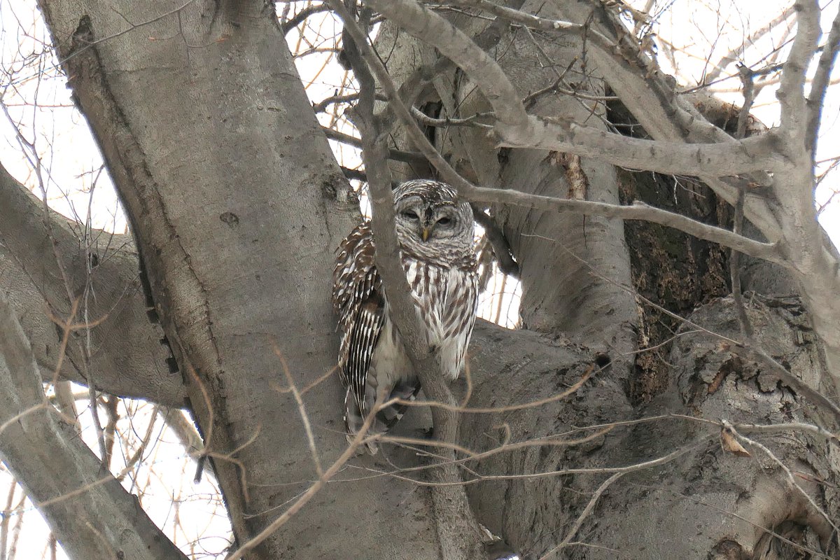 AndyLongfellow9's tweet image. Jabba came back! 

His wife Jenna was hooting at him about 200 yards to the North. I got a clip of him giving a response. 

I haven't seen them in a while. There was a pair of GHOs in the area for a bit. So glad they came back! 

#OWLS #BIRDSOFPRAY #BIRDPHOTOGRAPHY #MICHIGANBIRDS