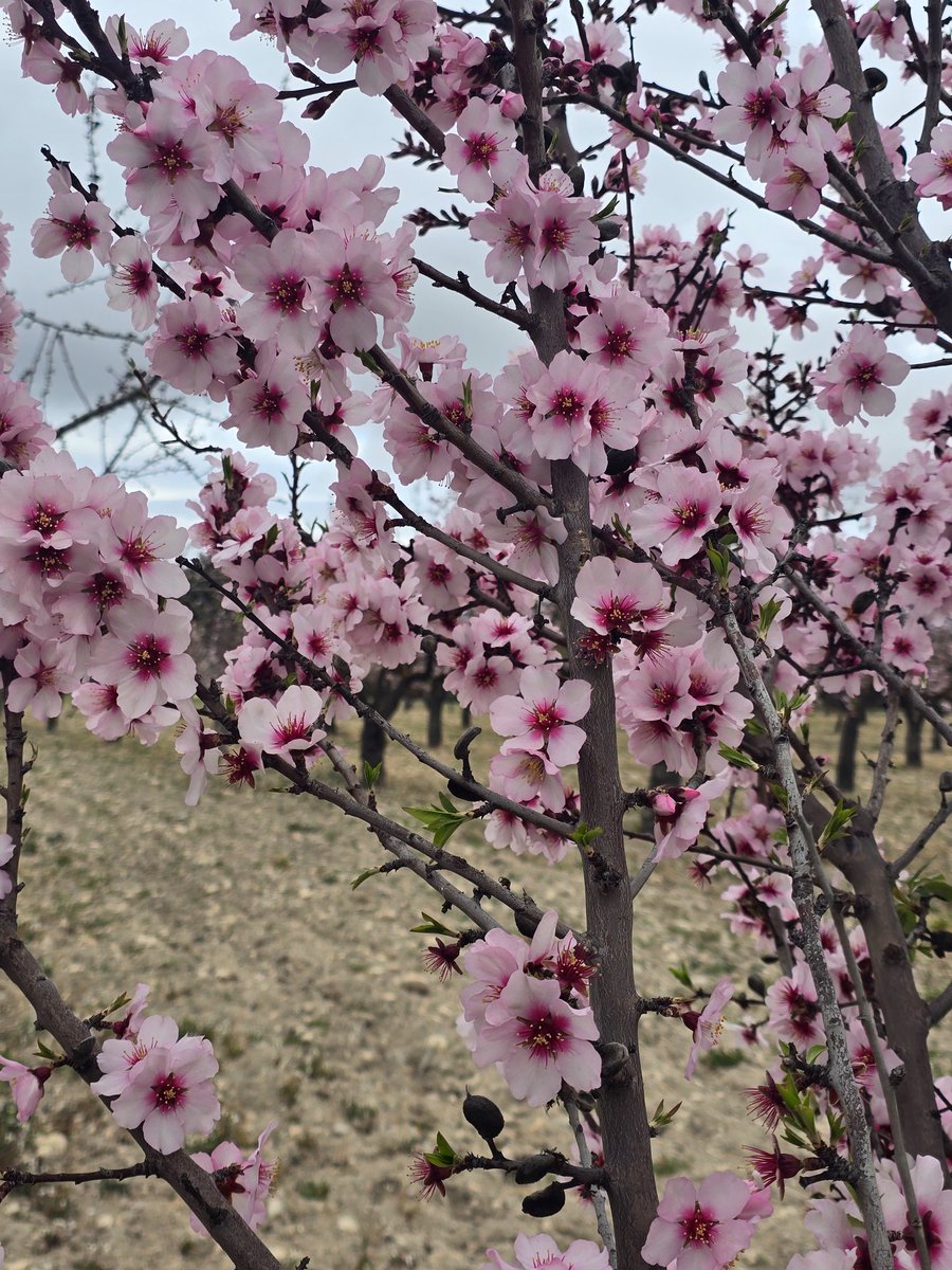 samuel_biener's tweet image. Hoy hemos visto poco el sol ☁️ andando por la zona del Sit y Xorret de Catí, entre los términos de #Petrer y #Castalla. El viento ha soplado con algunas rachas intensas y teníamos algunas llovizna puntuales.

Los almendros están vestidos de gala estos días ❤️❤️.