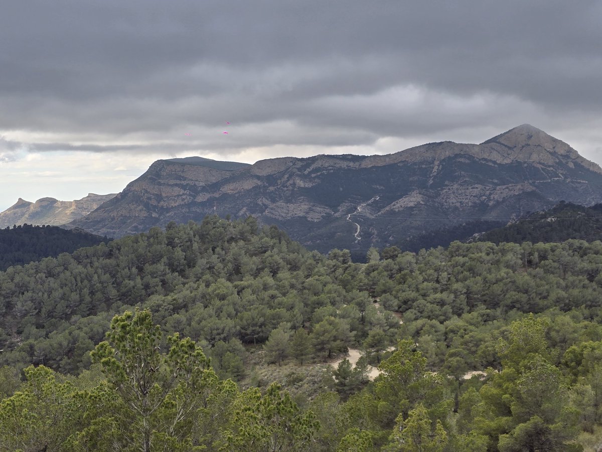 samuel_biener's tweet image. Hoy hemos visto poco el sol ☁️ andando por la zona del Sit y Xorret de Catí, entre los términos de #Petrer y #Castalla. El viento ha soplado con algunas rachas intensas y teníamos algunas llovizna puntuales.

Los almendros están vestidos de gala estos días ❤️❤️.